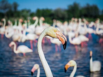 Camargue