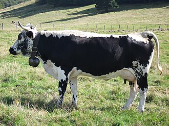 Vosgienne