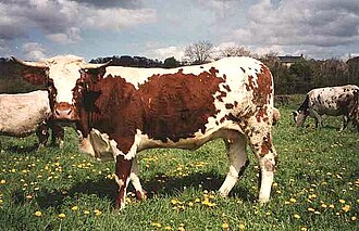 Ferrandaise