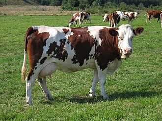 Montbéliarde