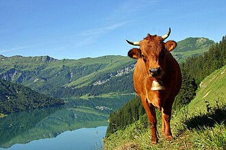 Tarentaise (Tarine)