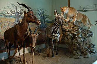 Muséum d'histoire naturelle Gabriel Foucher (Bourges)